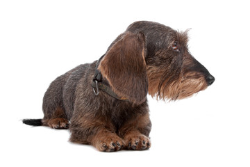 Wire haired Dachshund dog