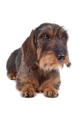 Wire haired Dachshund dog