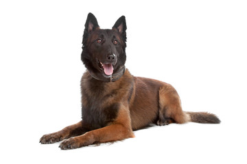 Belgium Shepherd dog