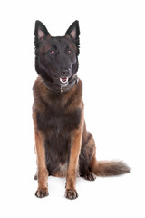Belgium Shepherd dog