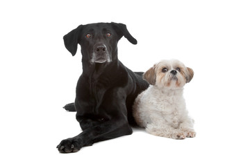 Two mixed breed dogs
