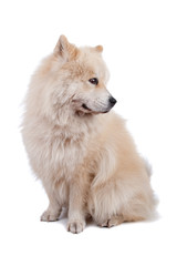 Mix Chow-Chow and Samoyed
