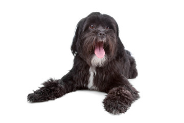 mix Tibetan Terrier, Shih Tzu