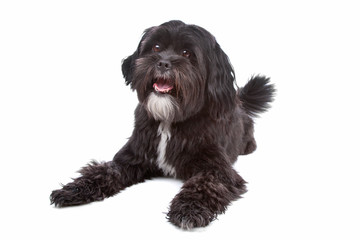 mix Tibetan Terrier, Shih Tzu