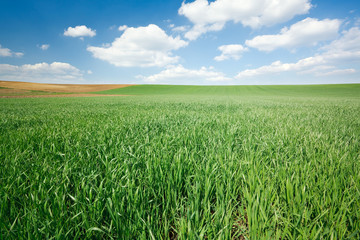Green wheat field and blue sky