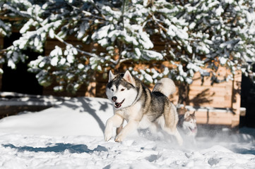 running husky at snowy winter