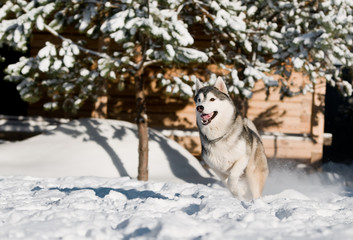 running husky at snowy winter