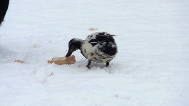 Ente beim fressen im Schnee