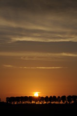 Baumreihe bei Sonnenuntergang