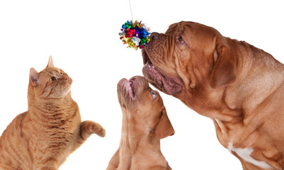 Cat and Two dogs playing