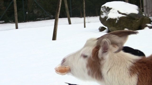 Ziegen beim fressen im Schnee