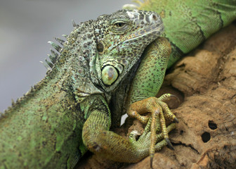 Green iguana