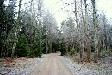 Weg durch den Wald