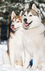 pair of siberian husky at winter