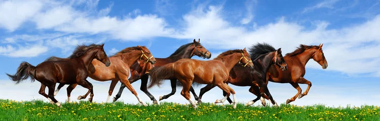 Foto op Aluminium herd gallops © Kseniya Abramova