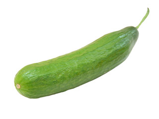 The fresh green cucumber