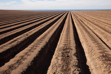 Agricultural field is ready for planting lettuce