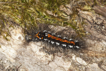 Moth larvae crawling on wood