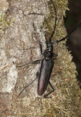 Great capricorn beetle Cerambyx cerdo on oak