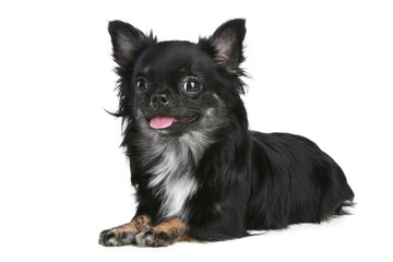 Obraz premium Long-haired chihuahua dog on a white background