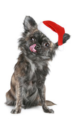 Chihuahua puppy in Christmas hat