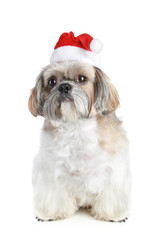 Dog of breed shih-tzu on white background