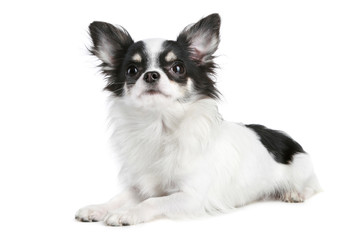 Obraz premium Long-haired chihuahua dog lying on a white background