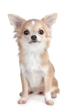 Chihuahua puppy sitting on a white background