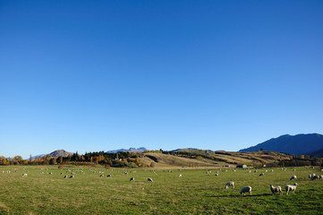 Fototapeta na wymiar pasture for sheep