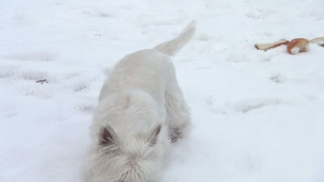 Westi im Schnee