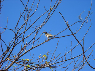 Sparrow with caterpillar