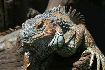 Obraz premium lizard