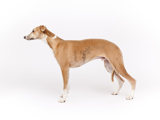whippet