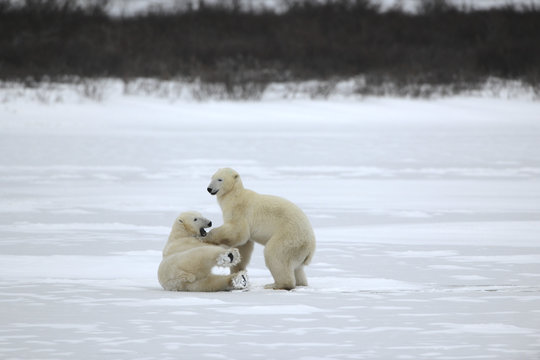 Fight of polar bears. 22