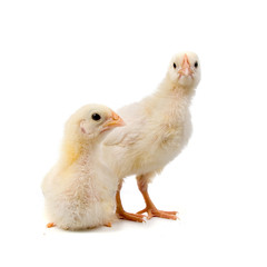 Yellow chickens