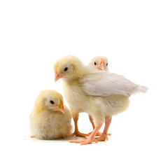 Yellow chickens