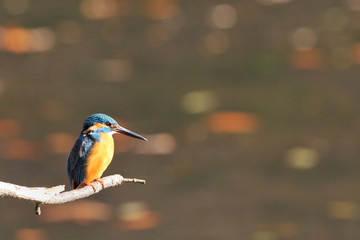 夕方のカワセミ