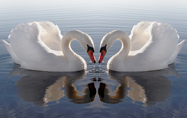 Swan`s heart.