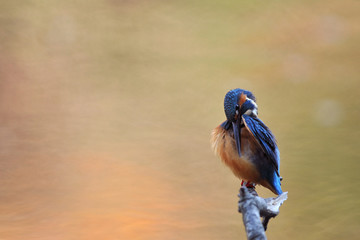 羽づくろいする翡翠