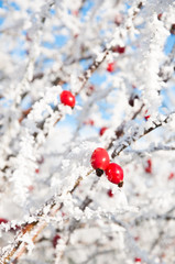 Bright Red Frosted Berries
