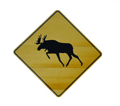 danger moose crossing sign