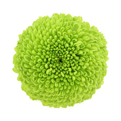 Chrysanthemum