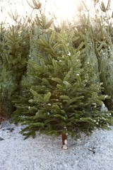 Weihnachtsbaumverkauf