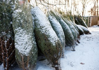 Weihnachtsbaumverkauf