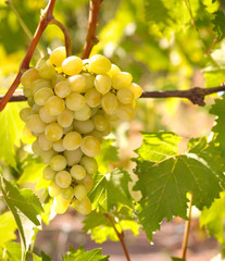 Fototapeta premium green grapes