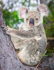 Portrait of a wild  Koala sitting in a tree