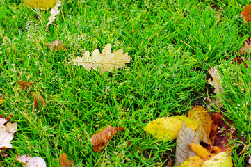 Yellow oak leaf on green grass autumn background