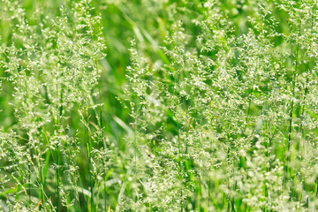 Greeen grass floral background