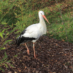 promenade de cigogne blanche