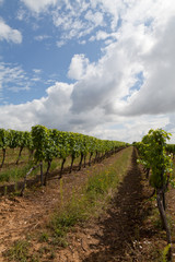 Fototapeta na wymiar Burgundy, France, vinyard